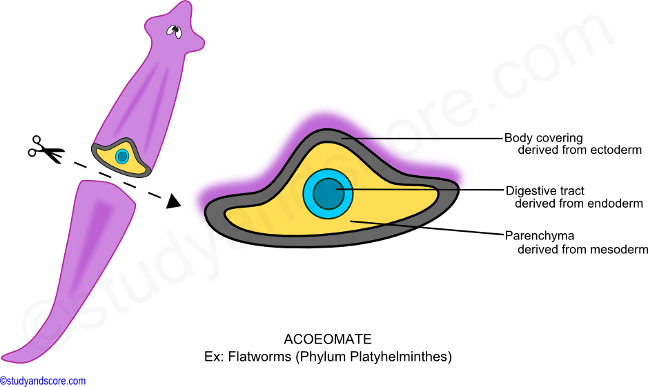 Acoelomate, endoderm, ectoderm, mesoderm, archenteron, vlastocoel, gut